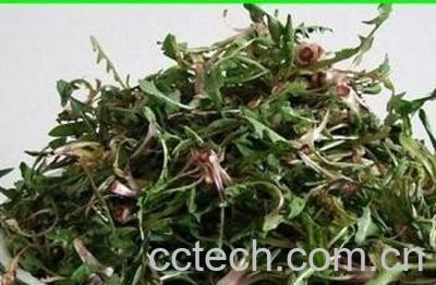 蒸婆婆丁的功效与作用-1