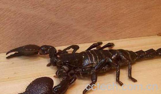 黄蝎子和黑蝎子的区别 蝎子的功效与作用-0