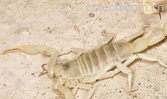 黄蝎子和黑蝎子的区别 蝎子的功效与作用-1