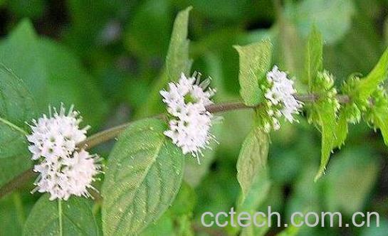 薄荷花的作用与功效-0