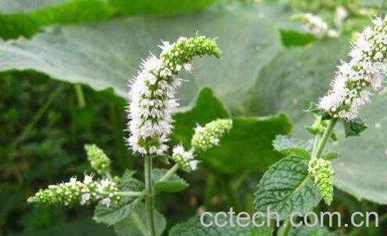 薄荷花的作用与功效-1