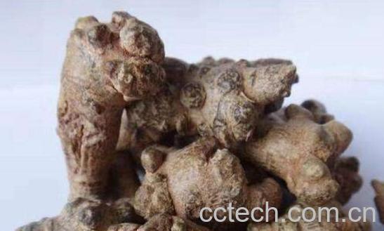 黑三七和白三七有什么区别 三七的功效-1