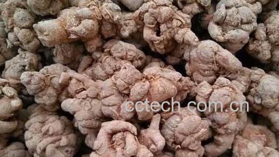 黑三七和白三七有什么区别 三七的功效-0