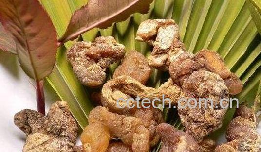 黄精对女人有哪些好处-0