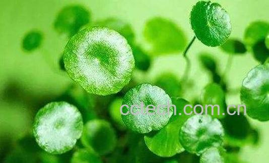 积雪草对脸部的作用 积雪草的美容功效-0