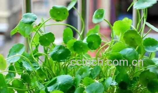 积雪草对脸部的作用 积雪草的美容功效-1