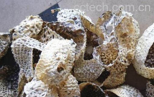 刺龟皮的药用价值 刺龟皮的禁忌-0