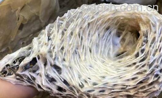 刺龟皮的功效与作用-1