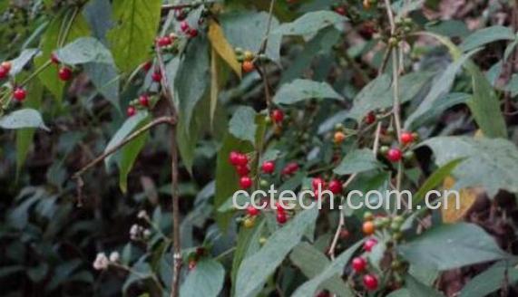 红丝线的功效和副作用 红丝线哪些人不能喝-1