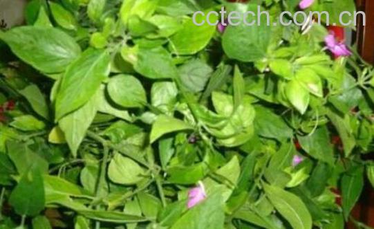 红丝线的功效和副作用 红丝线哪些人不能喝-0