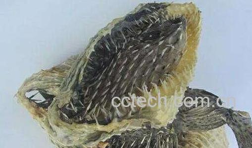 刺龟皮的药用价值 刺龟皮的禁忌-1