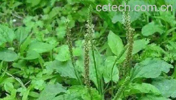 车前草的功效与作用 车前草的害处-1