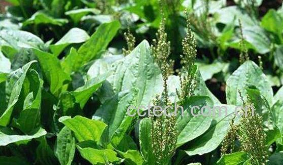 车前草的功效与作用 车前草的害处-0