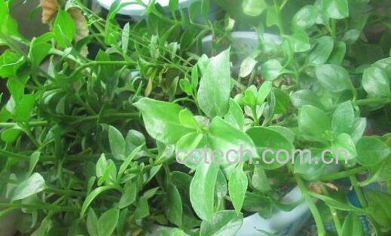 对对草的功效及作用-1