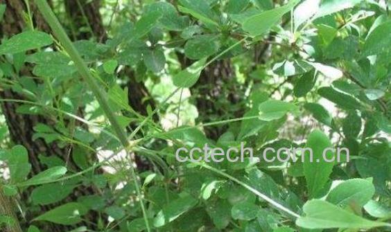 红线草的功效与作用-1