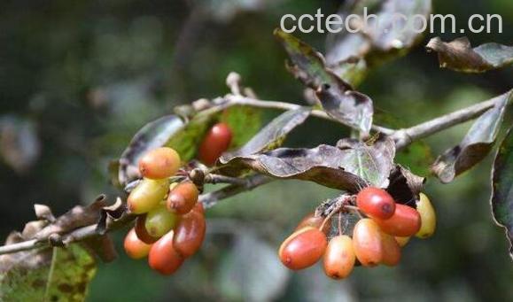 野生茱萸的功效与作用 野生茱萸有什么作用-0