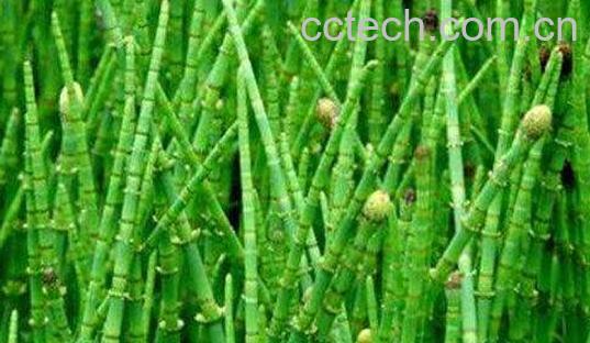 女性吃笔筒草的好处与功效-1