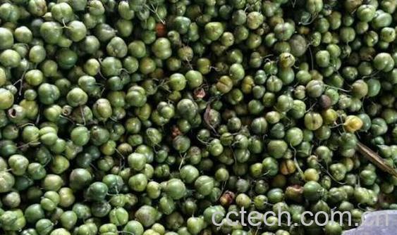 黄精籽的功效与作用-0