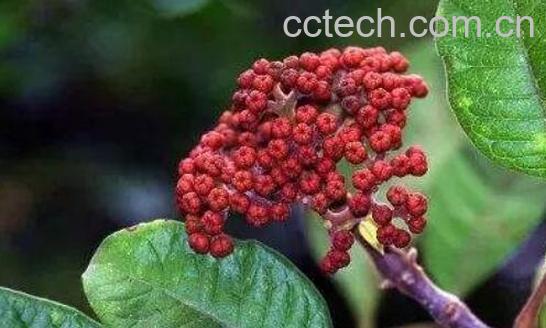 野生茱萸的功效与作用 野生茱萸有什么作用-1