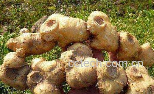 黄精的十大功效与作用-1