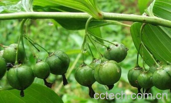 黄精籽的功效与作用-1