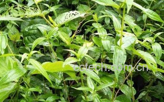 糯米草的功效与禁忌-0