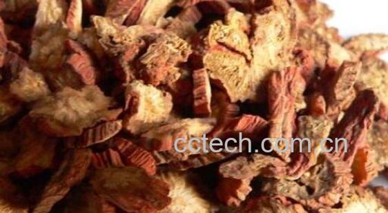 紫丹参和丹参的区别 紫丹参的食用方法-1