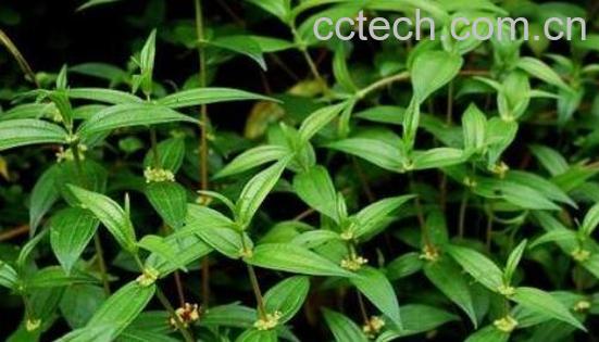 糯米藤的功效与作用及禁忌-1