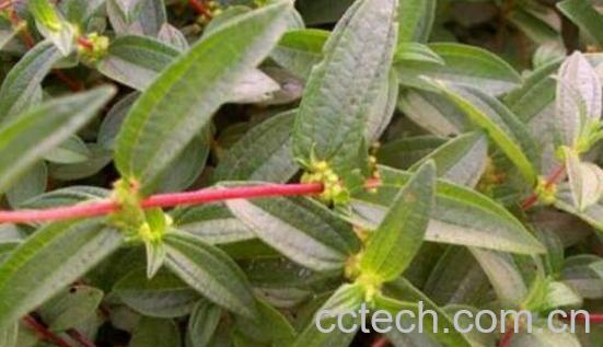 糯米藤的功效与作用及禁忌-0