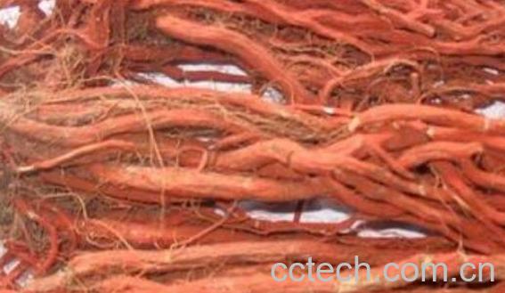 红丹参的作用和功效-0