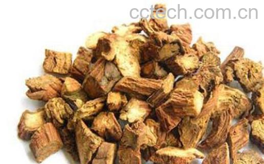 白丹参和红丹参的区别 白丹参的功效-1