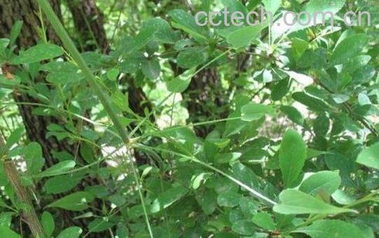 红根草的作用和功效-0