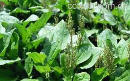 五根草的功效与作用-1