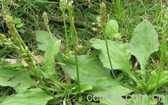 五根草的功效与作用-0