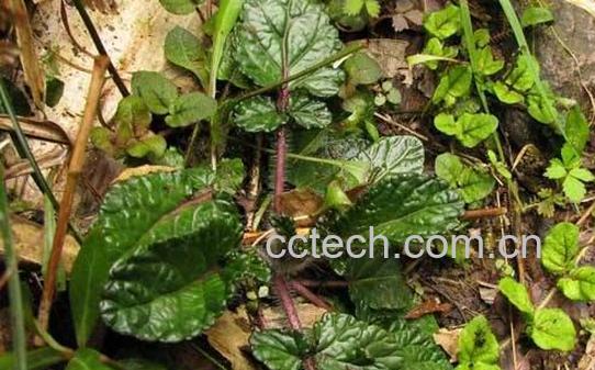 红根草的作用和功效-1