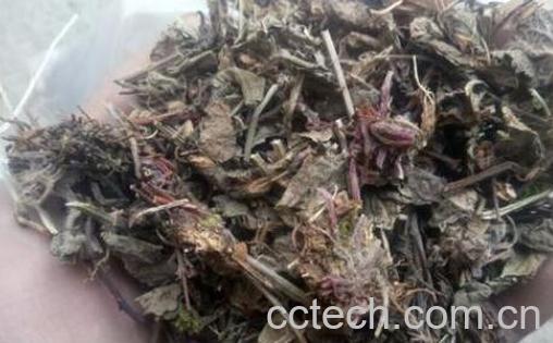 紫根草的功效与作用 紫根草的副作用-0