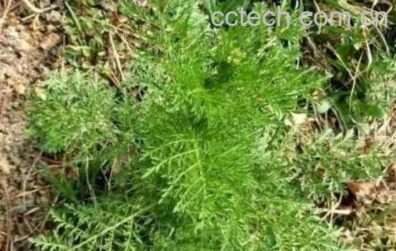 麦蒿种子的功效与作用-1