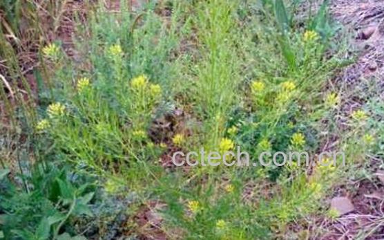 麦蒿种子的功效与作用-0