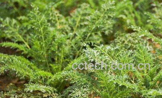 播娘蒿的功效和作用 播娘蒿的药用价值及吃法-1