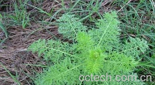 播娘蒿的功效和作用 播娘蒿的药用价值及吃法-0