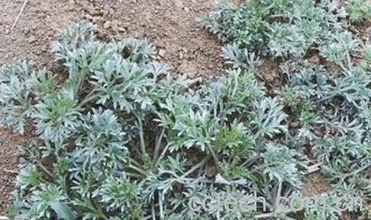 白蒿的功效与作用 白蒿的禁忌-0