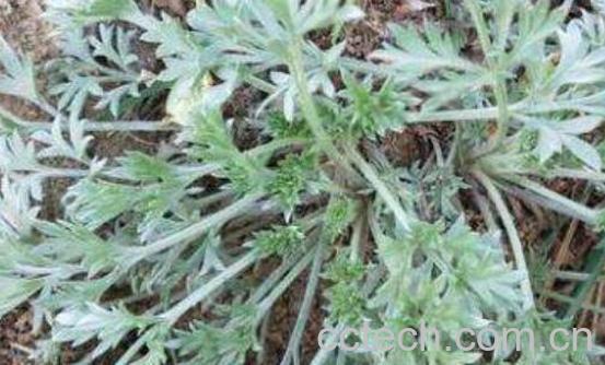 白蒿的功效与作用 白蒿的禁忌-1