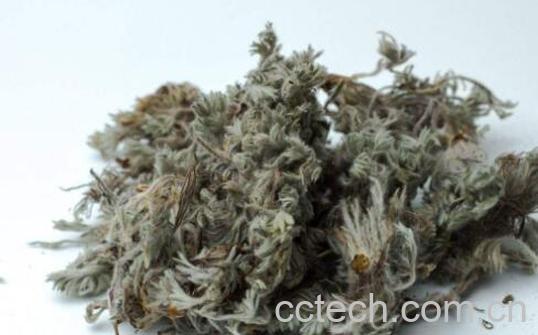 女性喝白蒿水有什么好处 白蒿泡水喝的禁忌-1