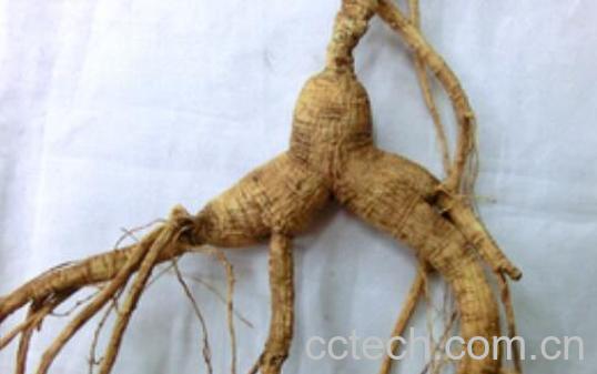 山参的功效与作用 山参的食用方法-1