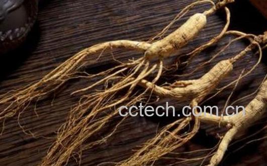 山参的功效与作用 山参的食用方法-0