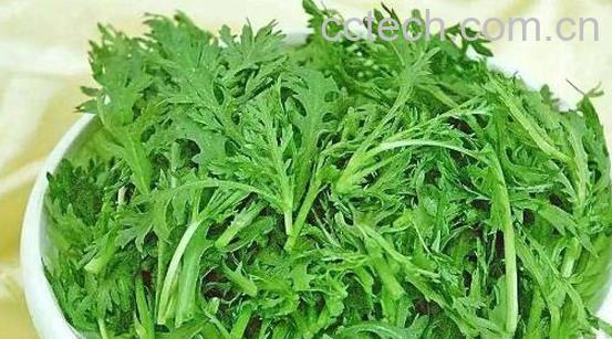 野蒿子的功效与作用-0