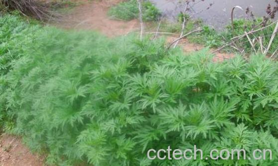 野蒿子的功效与作用-1