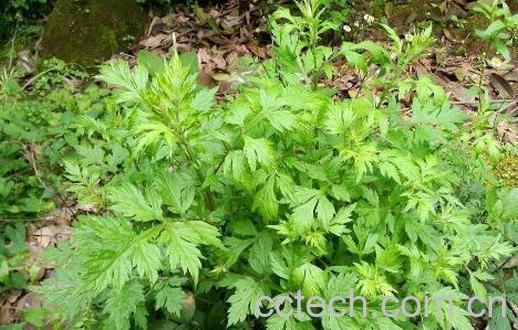 野蒿子根的功效与作用-1