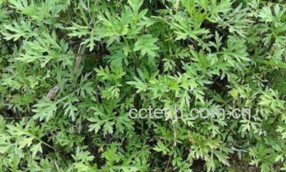 野蒿子根的功效与作用-0