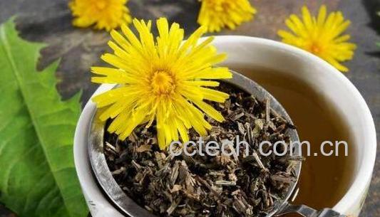 蒲公英泡水喝的功效 蒲公英泡水喝好吗-1